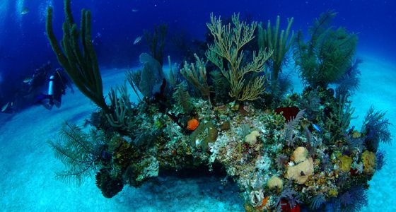 corals grand bahama diving